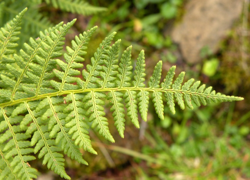 Dryopteris  sp.